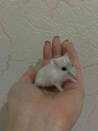 Чистокровные хомяки ЧИТАТЬ ОПИСАНИЕ!