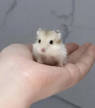 Чистокровные хомяки ЧИТАТЬ ОПИСАНИЕ!