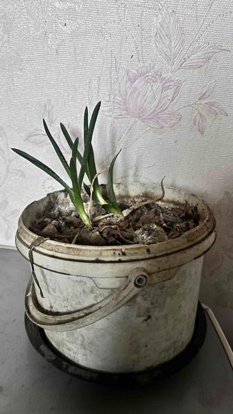 Продам алоэ ! Новые ростки .