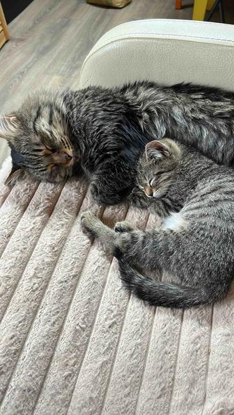 Продам сибирского кота без родословной
