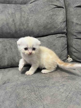 Продам котят Скоттиш Фолд и Скоттиш Страйт