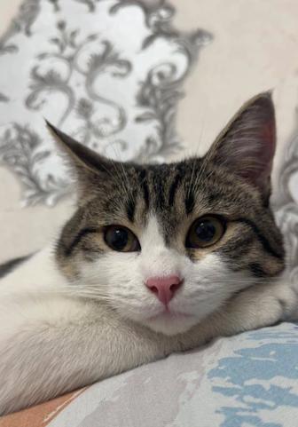 Отдам даром кота