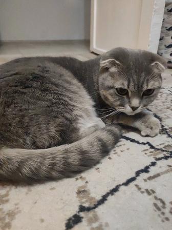 Кошечка шотландская вислоухая