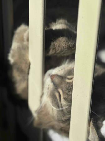 Мобилограф