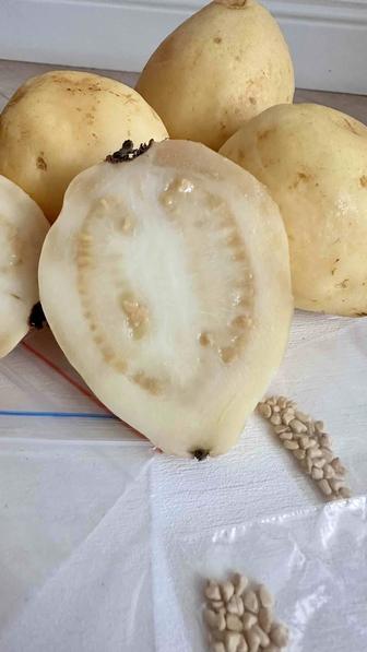 Семена египетской гуава (гуайява, или гуаява)