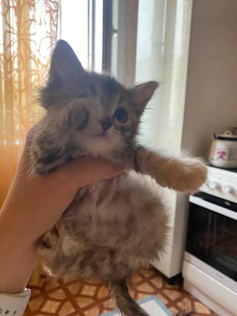Котята домашние
