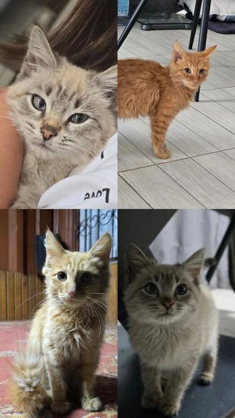 Котята даром