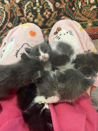 Котята хорошие в хорошие руки