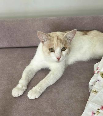 Кот котик котенок