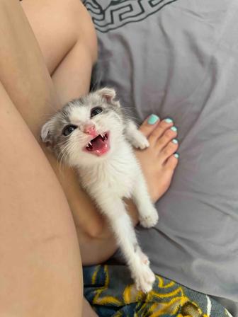 Вислоухая кошка