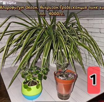Комнатные растения, наборы.