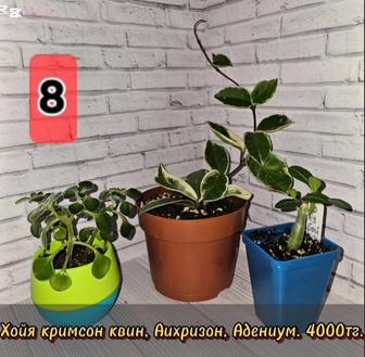 Комнатные растения, наборы.