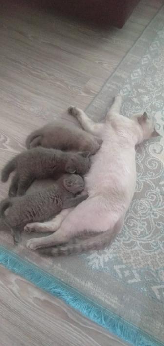 Продается котенок