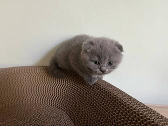 Продается котенок