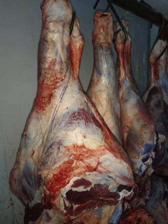 Продам мясо в любом объеме, туши, ляжки, стейки оптом