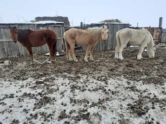 3-бас жылқы бар саттық