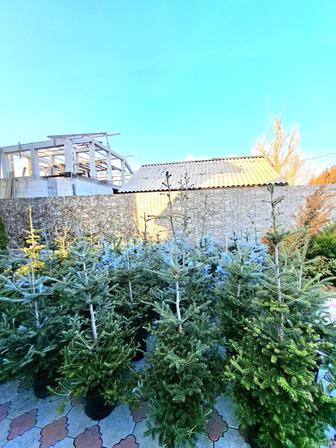 Корейская Пихта