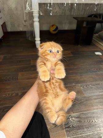 мраморные вислоухие котята