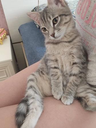 Отдам котенка в хорошие руки