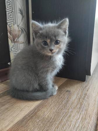 Котенок девочка