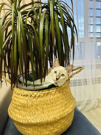 Кошки