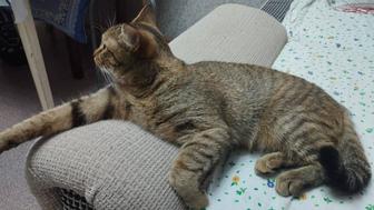 Передержка кошек/котов