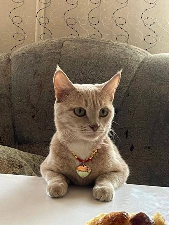 Отдаю в добрые руки кошку