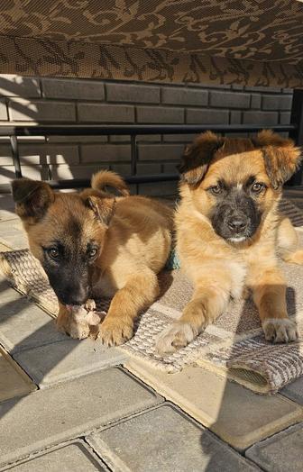 Ищем дом щеночкам звоночкам