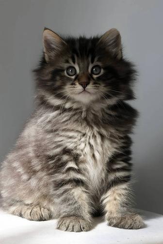 Чистокровный норвежский лесной котенок