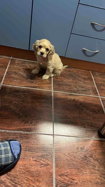 Американский Кокер спаниель