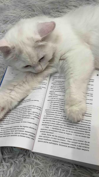 Отдам кота в добрые руки
