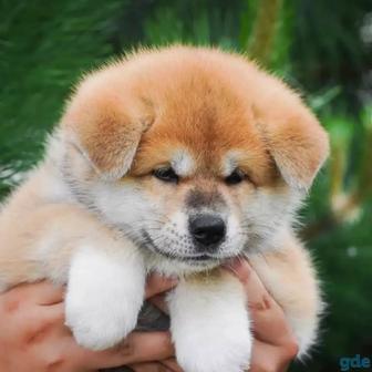 Щенки японской акиты