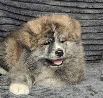 Щенки японской акиты