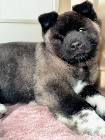 Щенки американской акиты