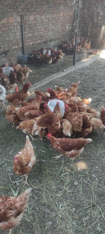 Продам молодых курочек.