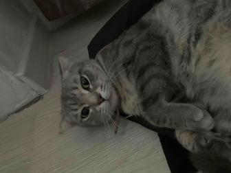 Британская девочка