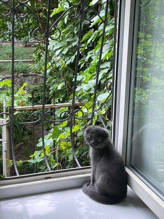 Котенок