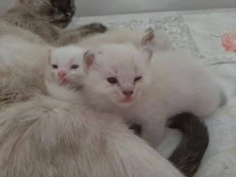 Отдам котенка в добрые руки