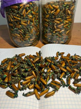 Алтын коныз свежий майский жук золотой жук алтын қоңыз простатит