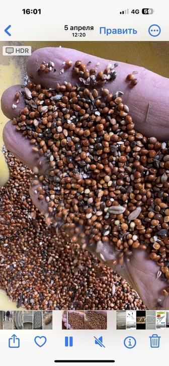 Продам просо для птиц
