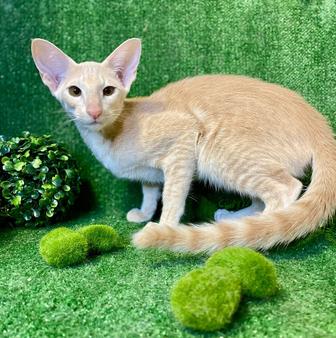 Котенок ориентальной породы