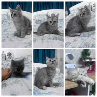 Продам котят