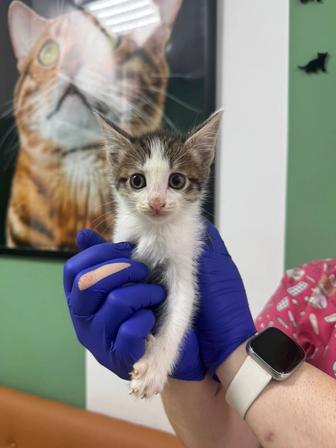 Отдадим котят