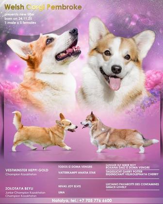 Щенки корги