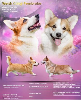 Щенки корги