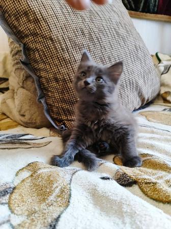 Отдам кошечку в добрые руки