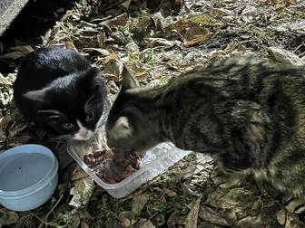 Котята со стройки! В добрые руки!