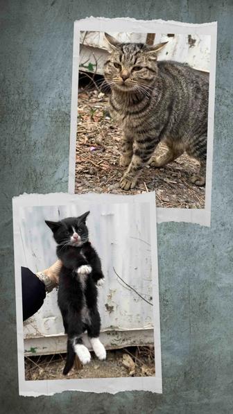 Котята со стройки! В добрые руки!