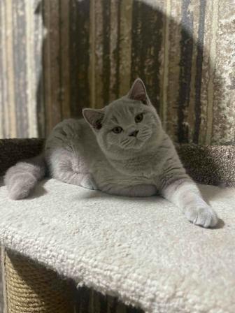 Британский котенок