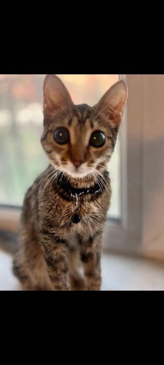 Котенок мальчик 7 мес.